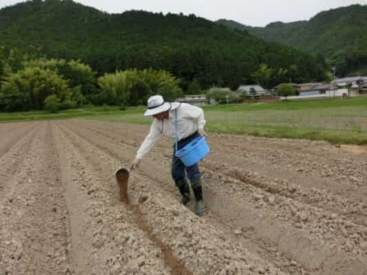 Bón Lót Phân Hữu Cơ