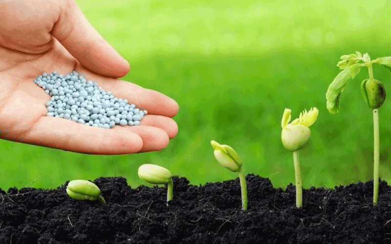 Có Nên Bón Phân Trực Tiếp Vào Gốc Cây Hay Không Để Cây Phát Triển Tốt